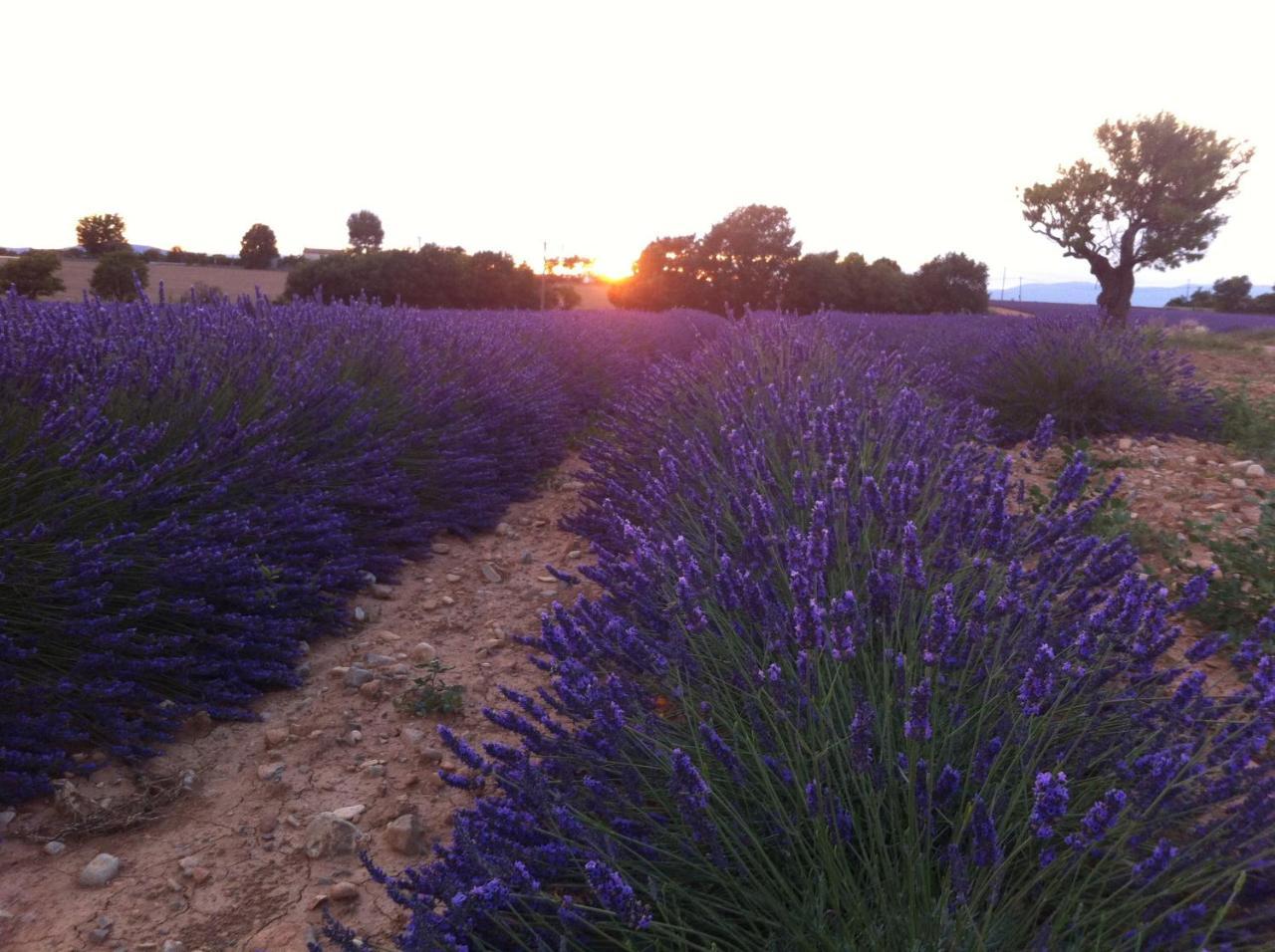 Le Petit Caboulot En Pleine Nature Vaumeilh Buitenkant foto